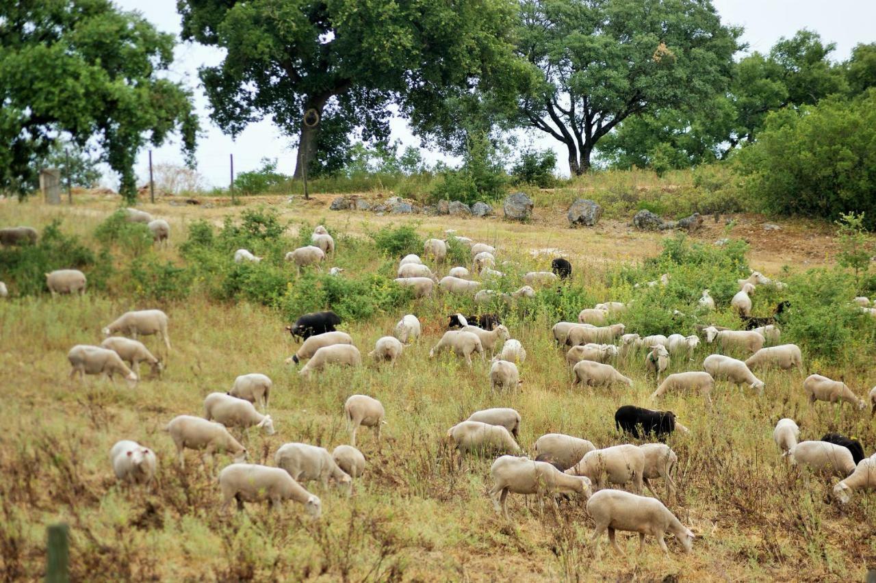 فيلا Santarémفي Quinta Da Perdiz Country House المظهر الخارجي الصورة